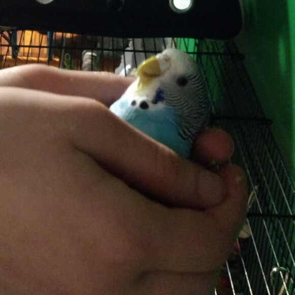 Meet your Posher, Tia JoJo - Picture 4 of 5